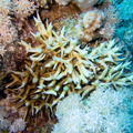 DSCF8290 koral ptaci hnizdo a bile kyticky
